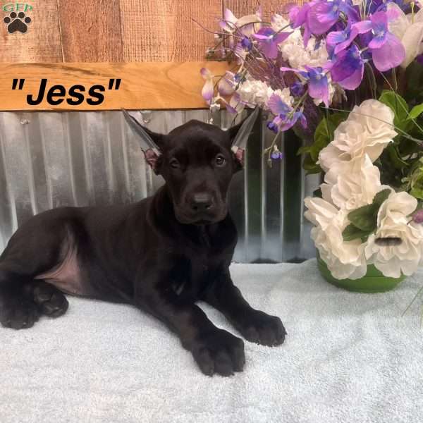 Jess, Doberman Pinscher Puppy